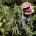 Hezbollah Profits From Hash as Syria Goes to Pot Despite hundreds of millions of dollars spent by the United States in recent years to fight drugs in Lebanon, cannabis has […]