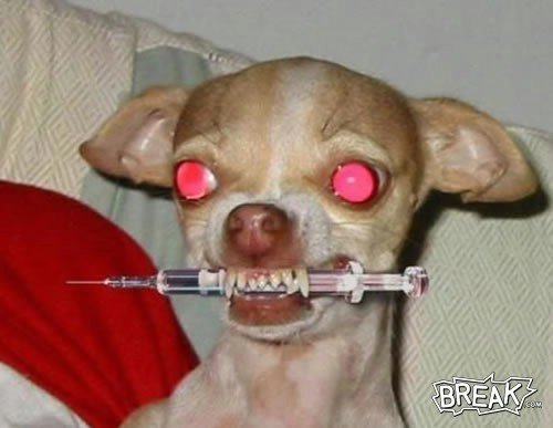 mick-webbs-dog-with-syringe